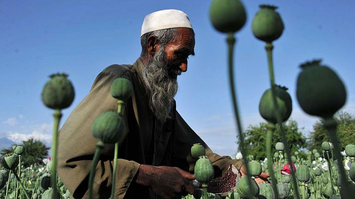 Aumenta el cultivo de opio en Afganistán a manos de los talibanes