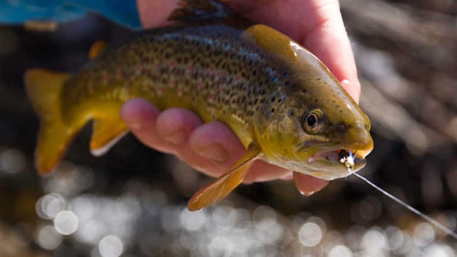 Jara y sedal - Pequeñas capturas, grandes momentos - ver ahora