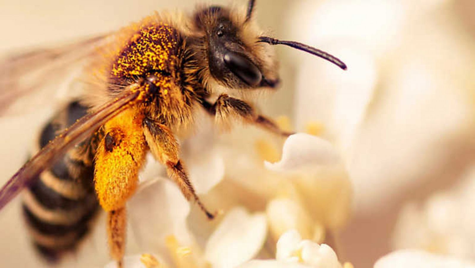 El escarabajo verde - El declive de las abejas - ver ahora