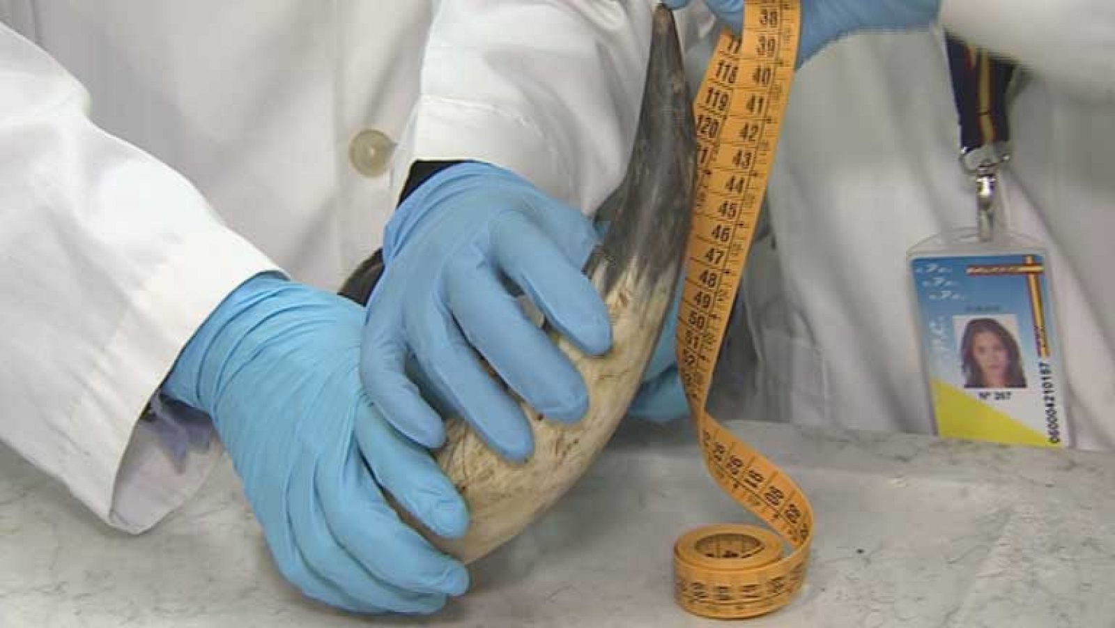 Un laboratorio para detectar si las astas de toro han sido manipuladas