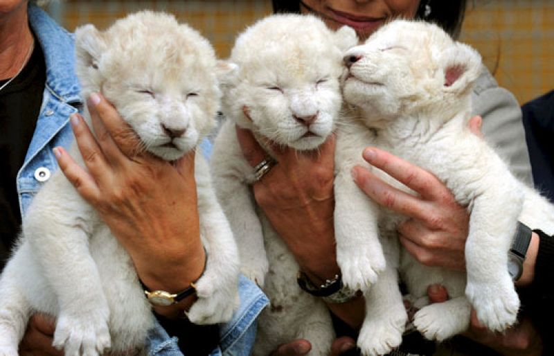 Nacen en Alemania 3 leones blancos