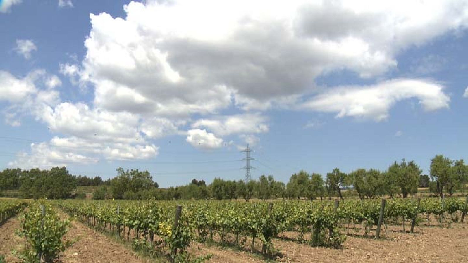 Entre Vinyes - D.O Catalunya