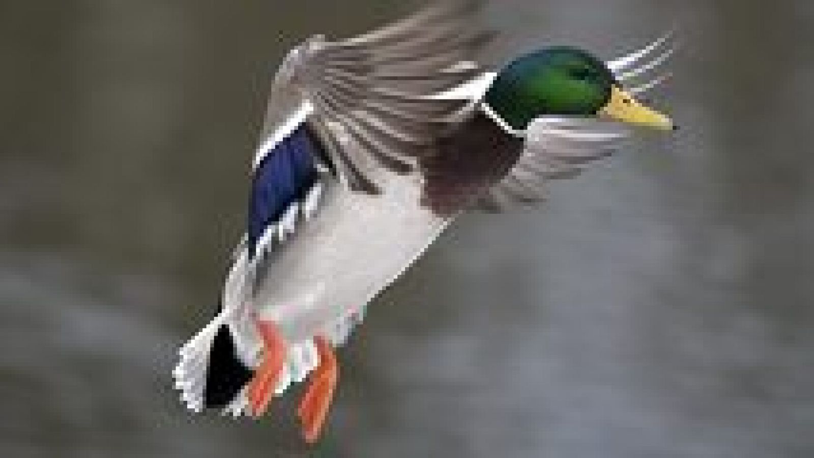 Grandes documentales - Un original documental de patos - ver ahora 