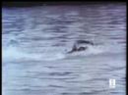  - 'Tarzán' Weismuller, un campeón