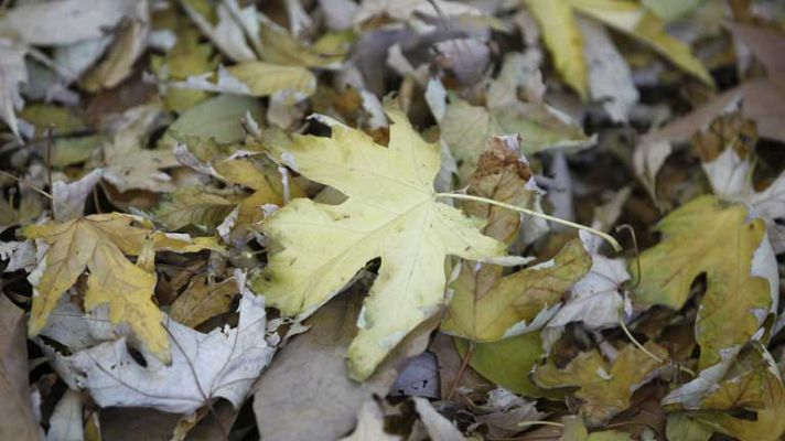 El tiempo - Viento fuerte en el norte y Baleares y muy fuerte en el Ampurdán