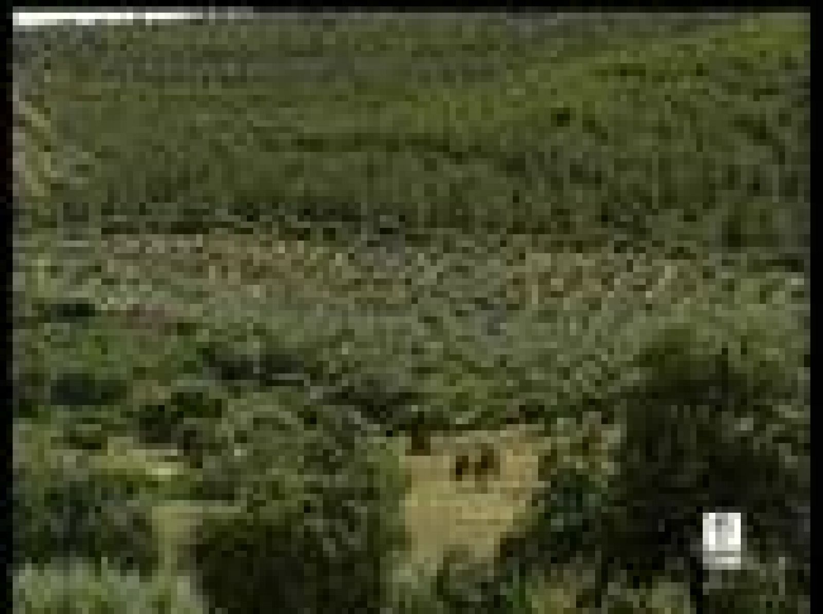 Un matrimonio  ha muerto alcanzado por un rayo mientras trabajaba en una finca, en Peñalsordo, Badajoz.