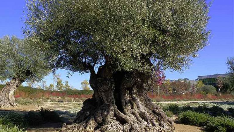Vídeo sobre el estudio de lectura del ADN del olivo