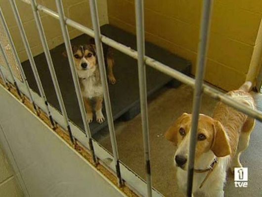  - El abandono crece cada año