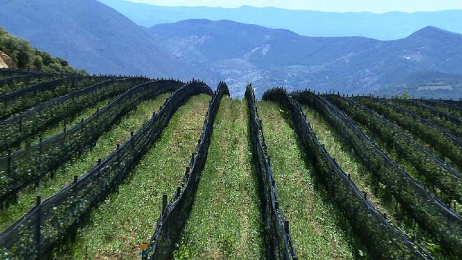 Entre Vinyes - D.O. Costers del Segre