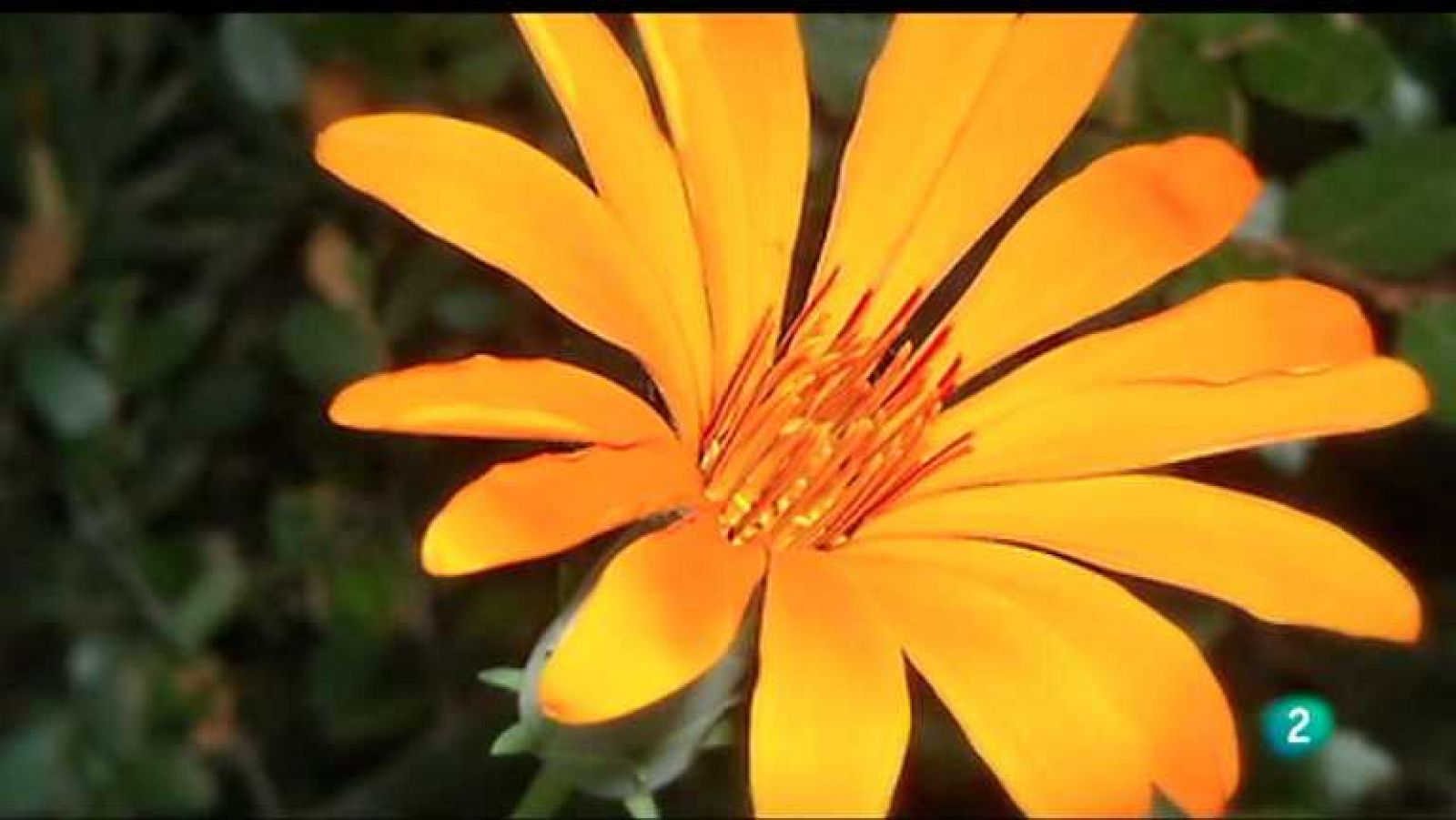 Con ciencia - José Celestino Mutis - Ver ahora