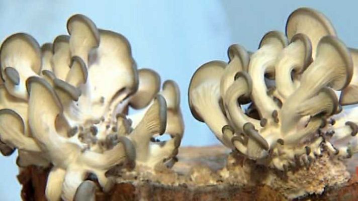 Zoom Tendencias - El Baix Ampurdá, una escapada inter