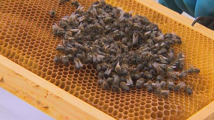 Combatir los enemigos de las abejas