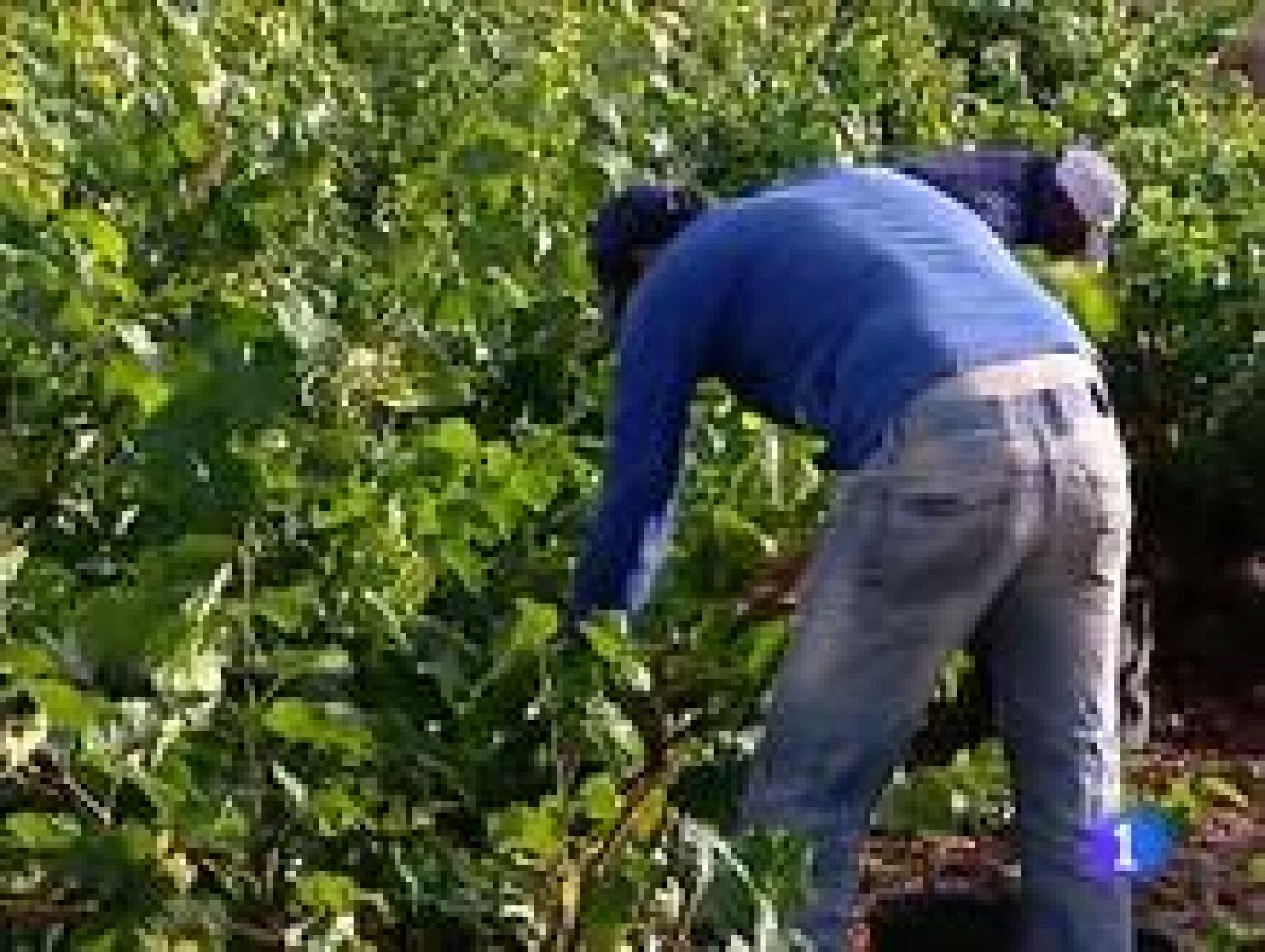 Informativo Telerioja 2 03/12/13 | Ver