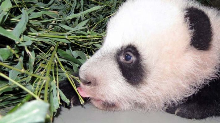 Oso panda del zoo de Madrid