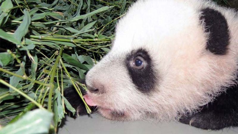La cría de oso panda del Zoo de Madrid ya tiene nombre: Xing Bao