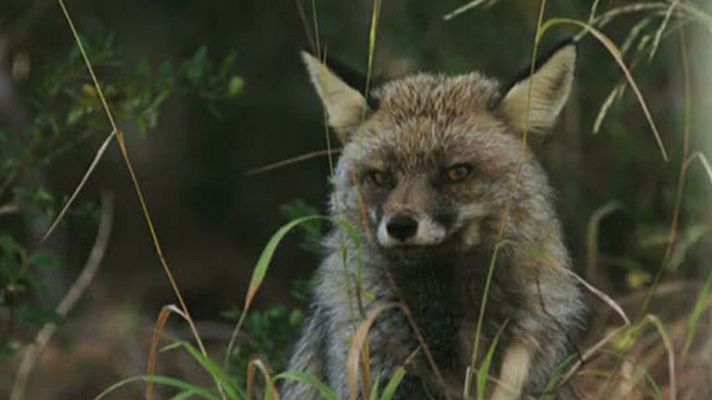 Telediario 1 - Documental Guadalquivir