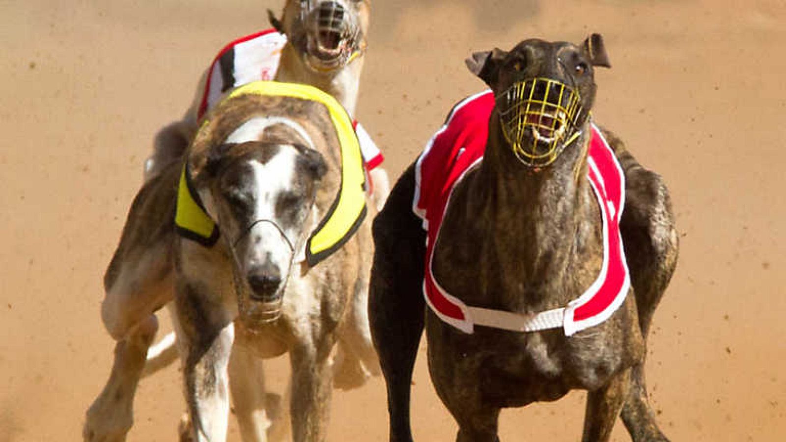 Jara y sedal - A la carrera - Ver ahora