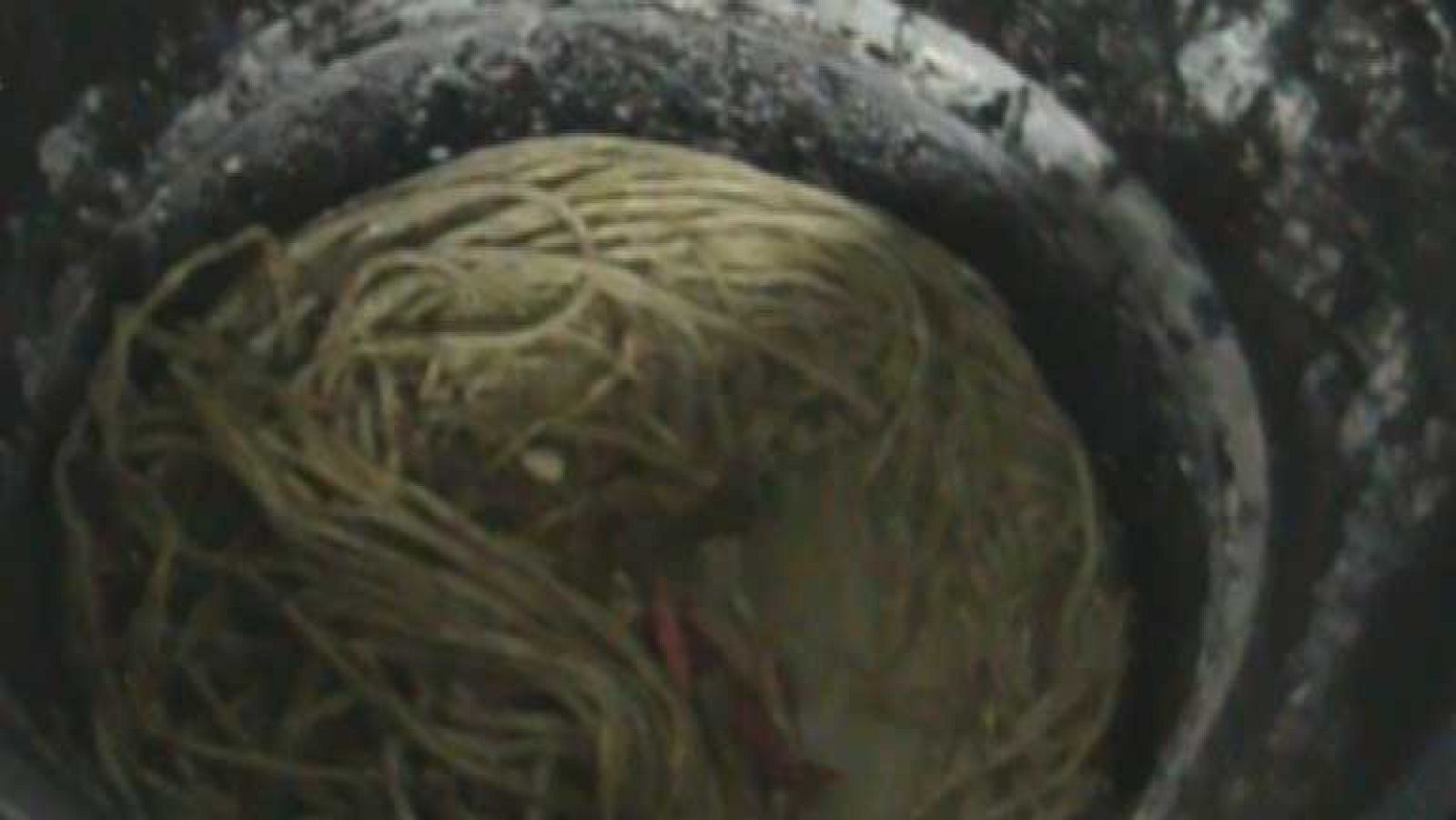 La Guardia Civil inmoviliza más de 500 toneladas de comida en mal estado