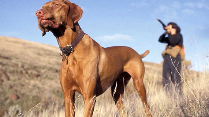 Cto. España de caza menor con perro