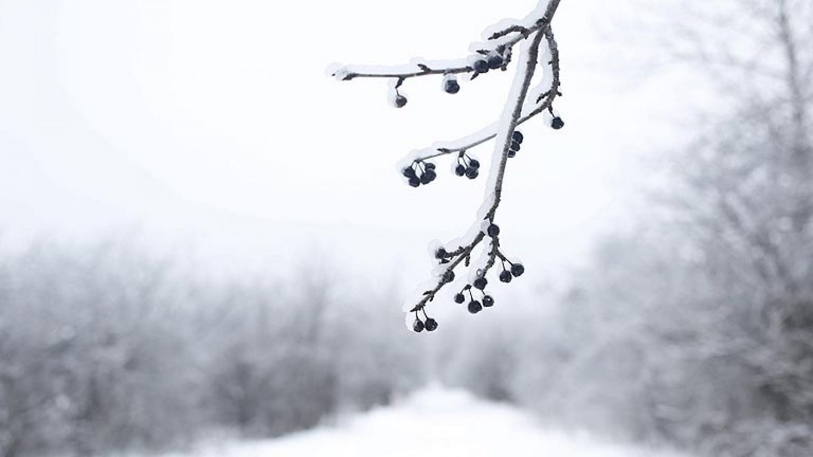 El temportal en EE.UU y Canadá deja 5 muertos y 400.000 personas sin luz | Ver