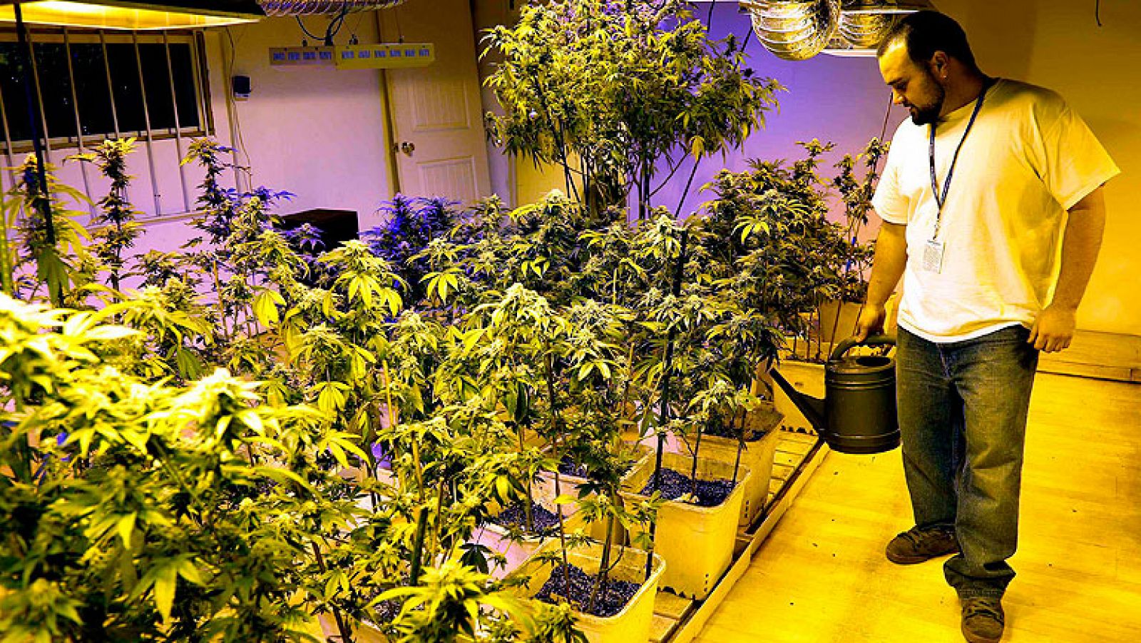 Telediario 1: La marihuana sale a la venta legal y limitada en el estado de Colorado de EE.UU. | RTVE Play