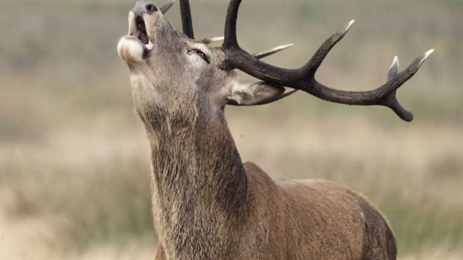 Jara y sedal - Otro punto de mira - ver ahora