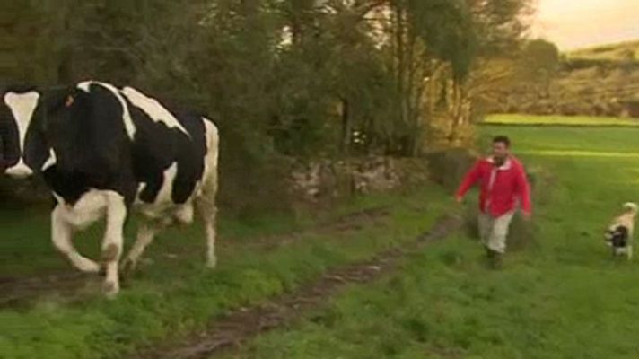 Telediario 1 - El 80% de las explotaciones lecheras españolas han cerrado en los últimos 10 años