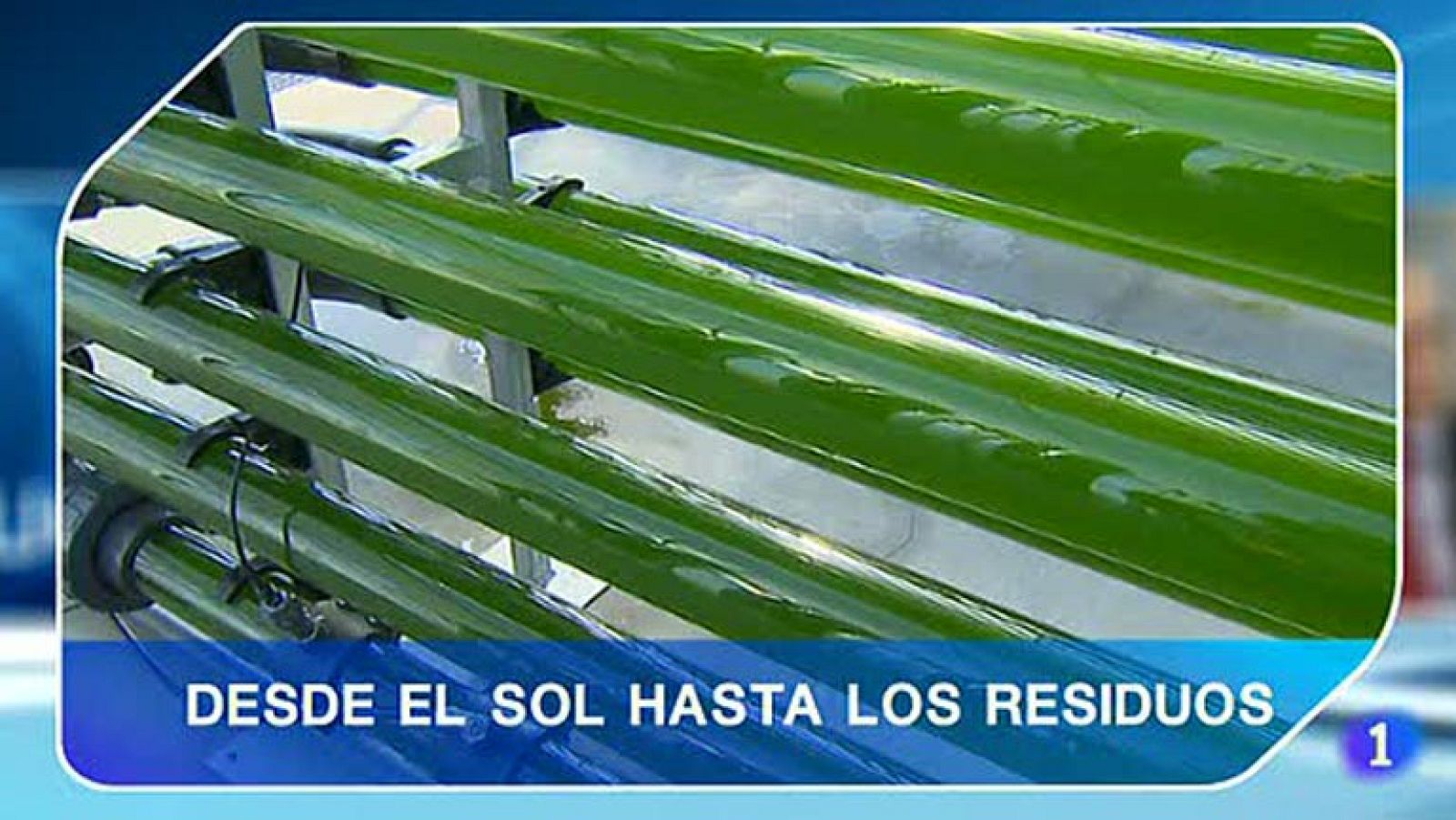 Las microalgas, ¿una alternativa al petróleo? | Ver