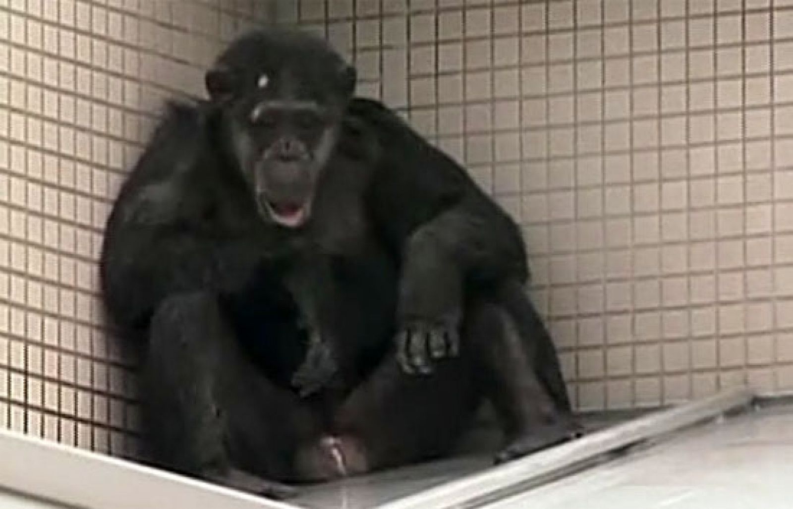 'Mi vida por un poco de sombra'