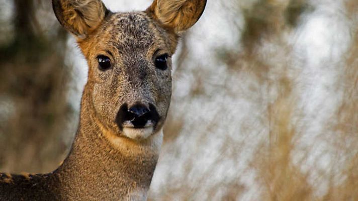 Jara y sedal - Los corzos de Cuzcurrita