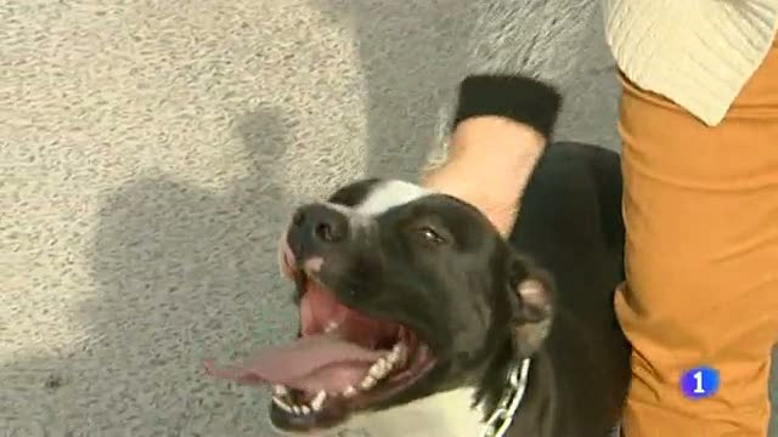 Denuncian el robo de varios perros de presa