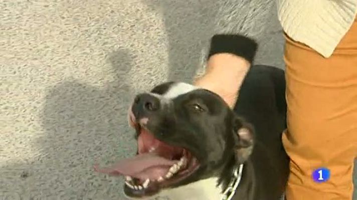 Telediario 1 - Robo de perros en Valencia