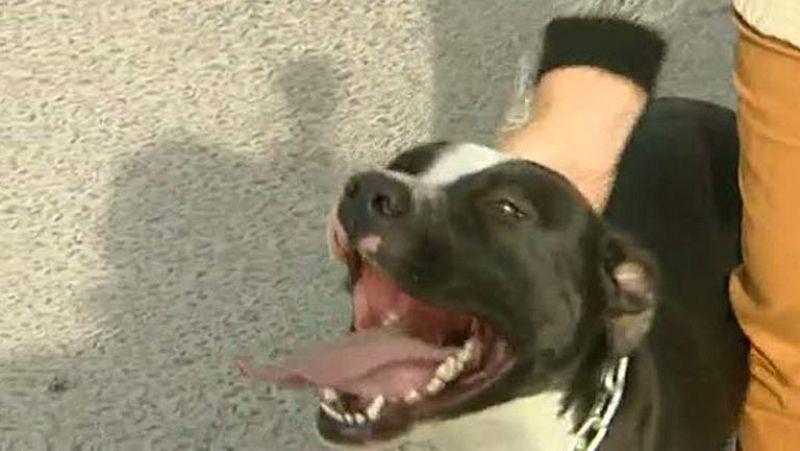 Denuncian el robo de varios perros de presa