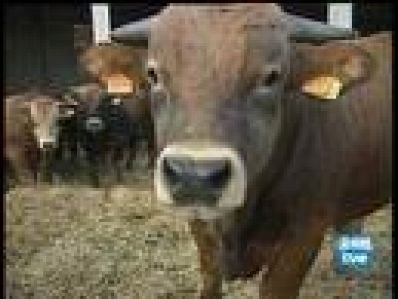 Dos muertos por las vacas locas en Castilla y León