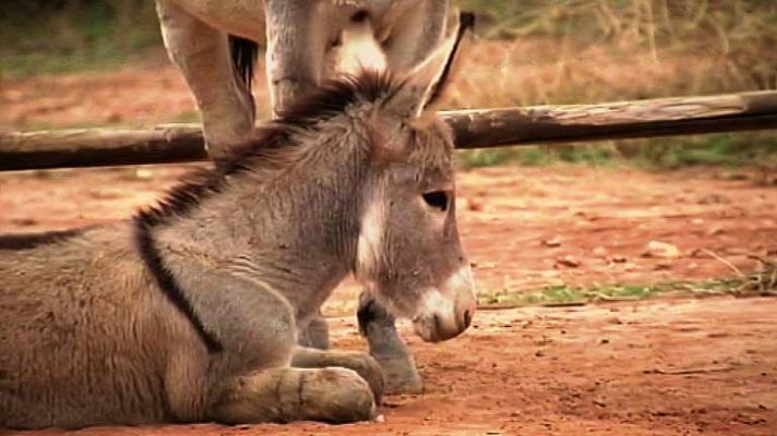 Telediario 1 - "Platero y yo" cumple 100 años