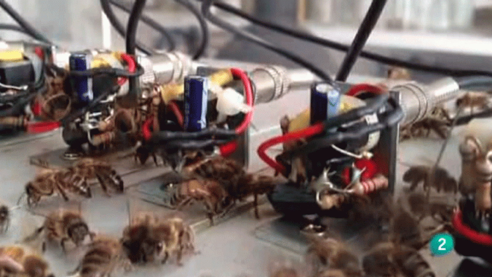 La Aventura del Saber. Miel de barrio Apicultura Urbana D.I.Y