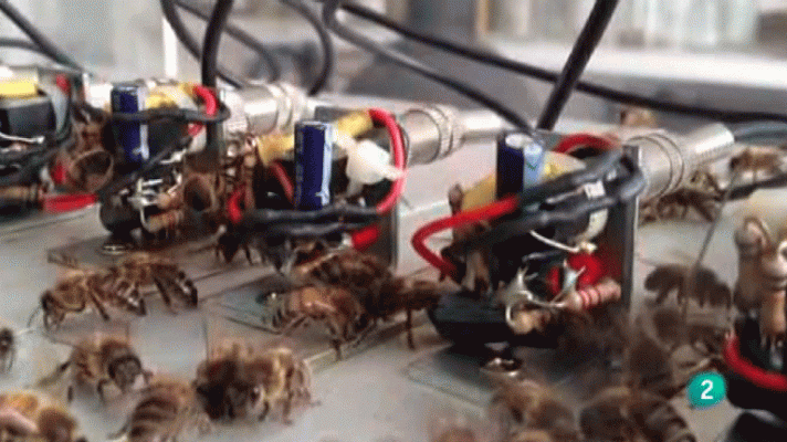 La aventura del Saber - Miel de barrio