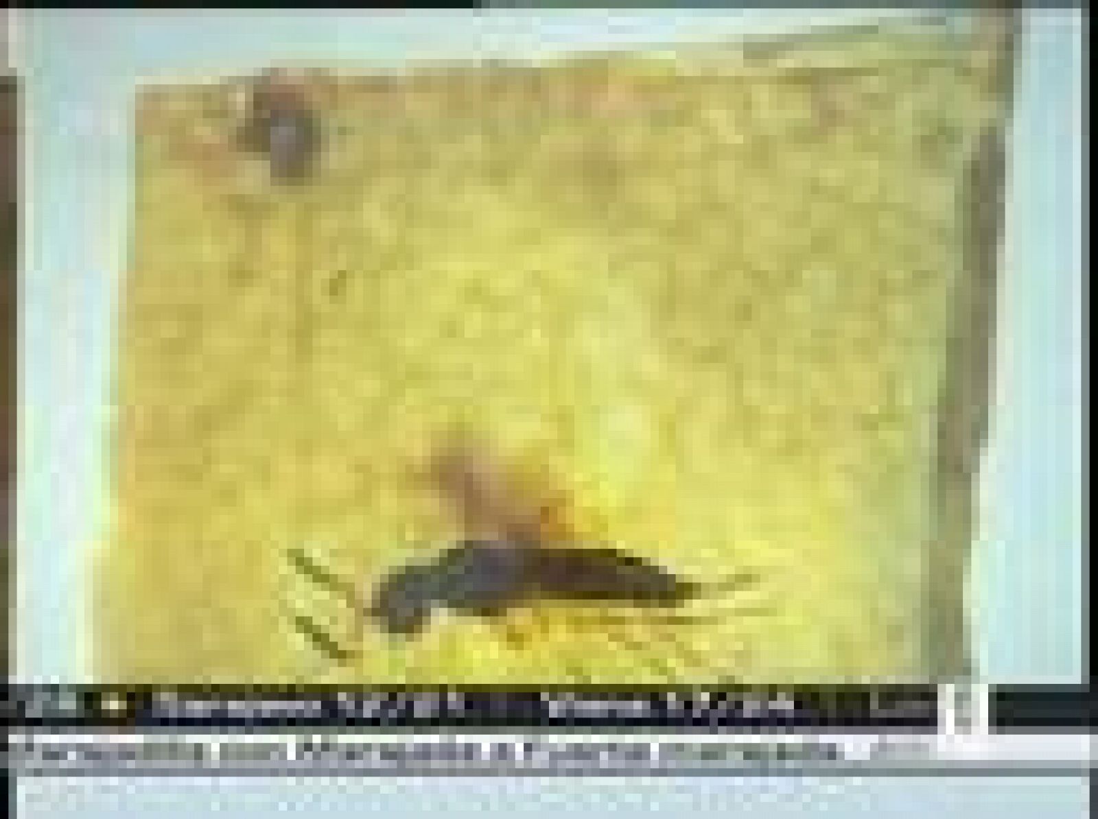 Previsión meteorológica del 24 de julio de 2008.