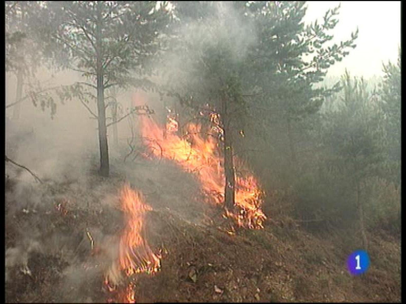  El año pasado se registraron en Asturias 3005 incendios forestales, una quinta parte en relación al anterior, cuando hubo más de 16.000.  El 82% de los investigados por las Brigadas del Principado, las Bripas, fueron intencionados. El 66% se queman para regenerar pastos.