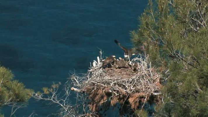 Fauna amenazada: águila pescadora