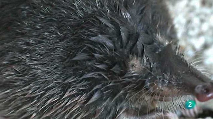 La aventura del Saber - La aventura del saber - 20/01/14