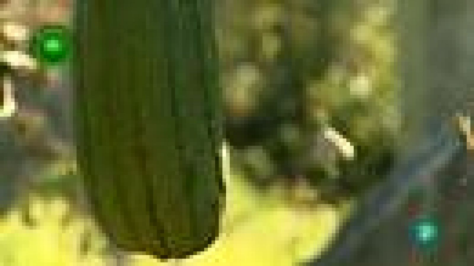 Agrosfera - En primer plano - Esponjas Calabaza