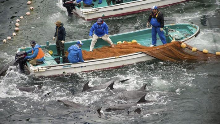 Caza de delfines en Japón