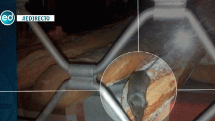 España Directo - Denuncian ratas en una panificadora