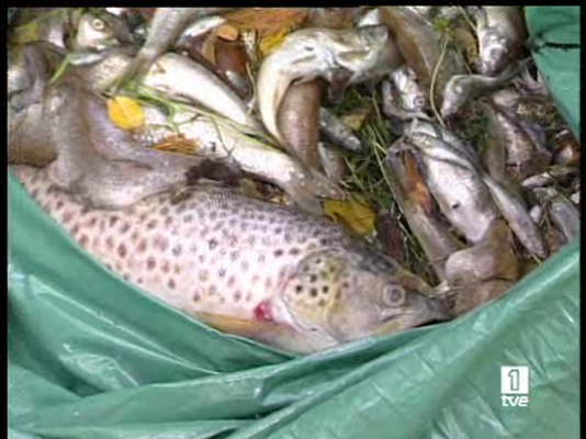 Peces muertos en Cantabria