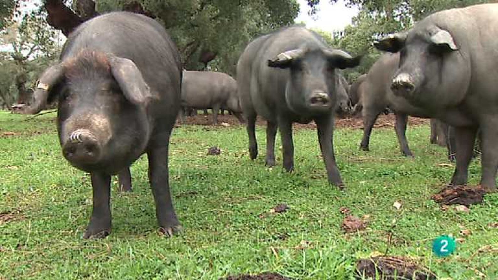 Agrosfera - 25/01/14 - Ver ahora