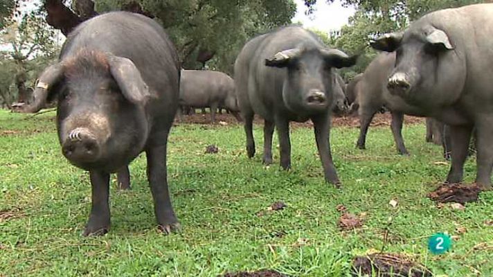 Agrosfera - Agrosfera - 25/01/14