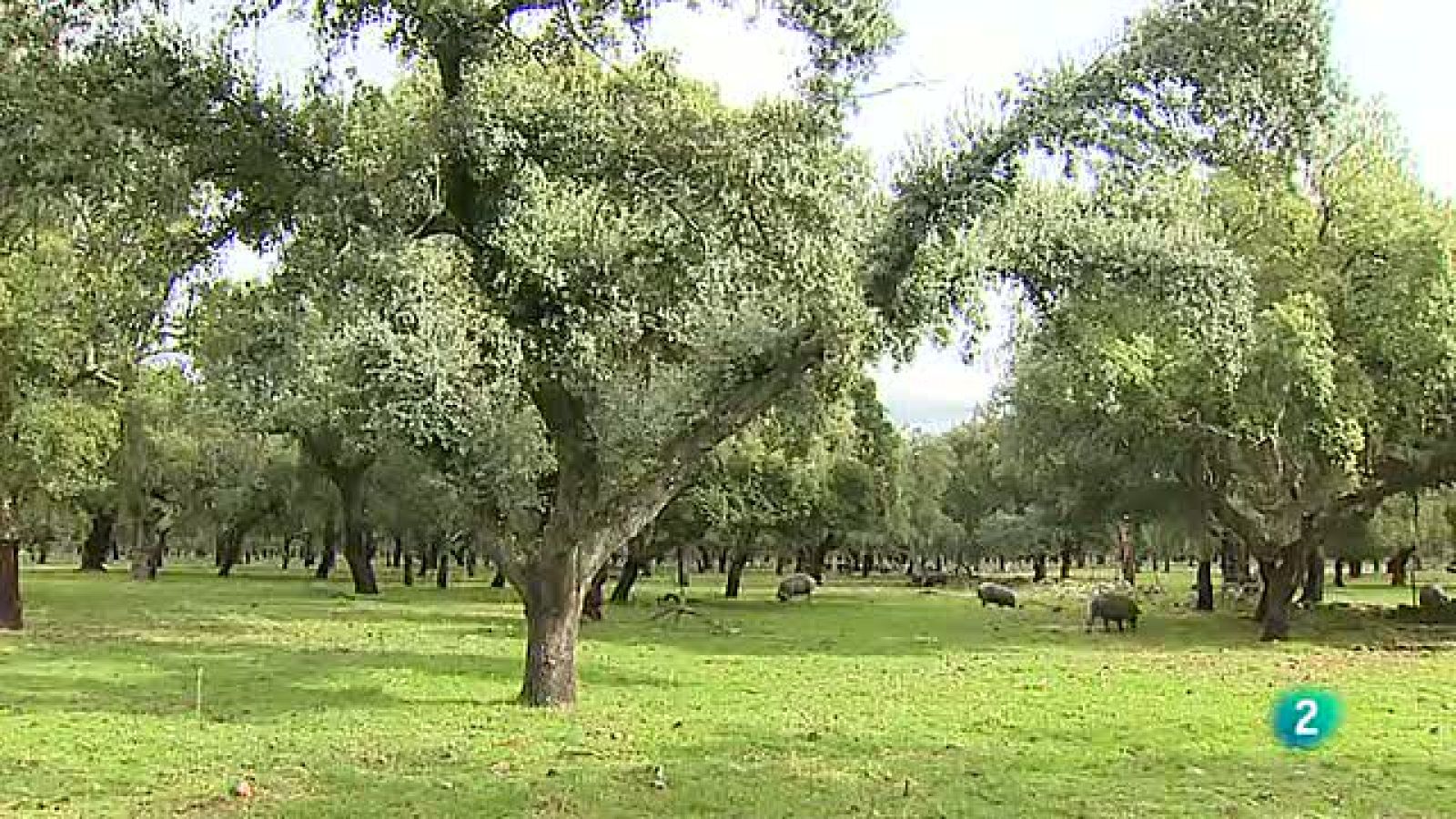 Agrosfera - Con mucho gusto - Jamón