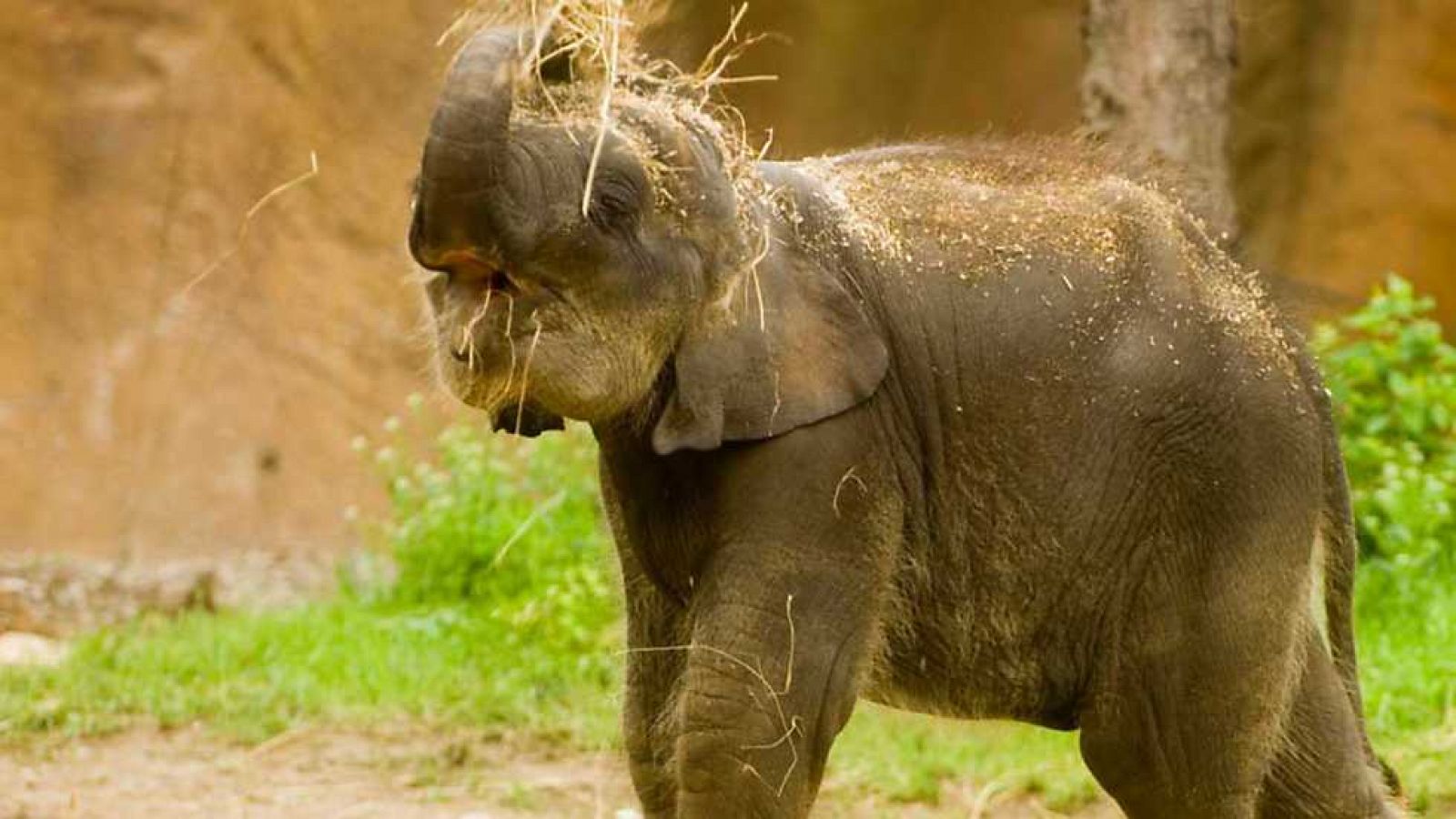 Grandes documentales - La historia del elefante de pascua