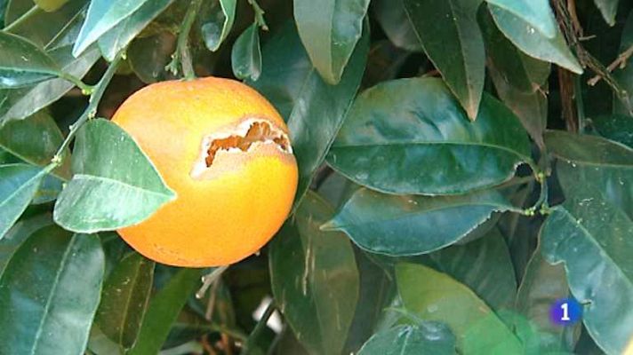 L'informatiu - Comunitat Valenciana - L'Informatiu - Comunitat Valenciana - 28/01/14